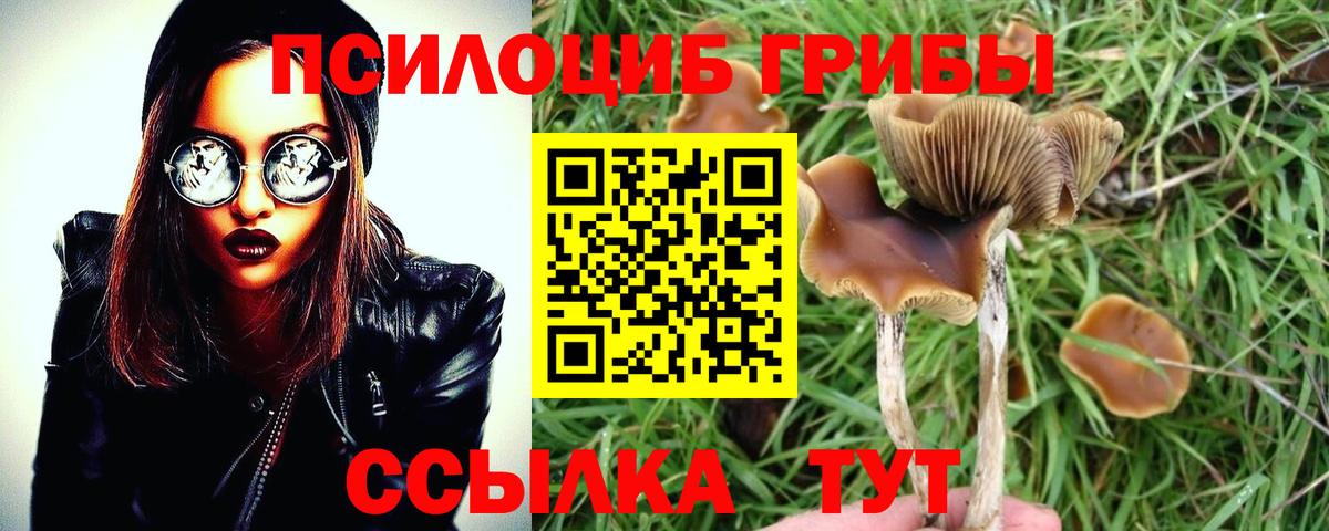 Псилоцибиновые грибы Cubensis Назарово
